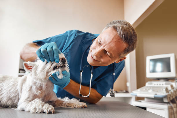 Best Emergency Tooth Extraction in Harrisonville, MO